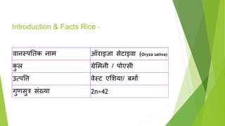 वानस्पततक नाम ऑराइजा सेटाइवा (Oryza sativa)
क
ु ल ग्रेसमनी / पोएसी
उत्पत्ति वेस्ट एसिया/ बमाव
गुणसुत्र संख्या 2n=42
Introduction & Facts Rice -
 