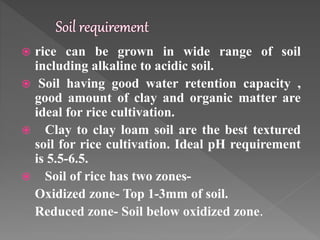  rice can be grown in wide range of soil
including alkaline to acidic soil.
 Soil having good water retention capacity ,
good amount of clay and organic matter are
ideal for rice cultivation.
 Clay to clay loam soil are the best textured
soil for rice cultivation. Ideal pH requirement
is 5.5-6.5.
 Soil of rice has two zones-
Oxidized zone- Top 1-3mm of soil.
Reduced zone- Soil below oxidized zone.
 