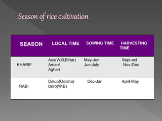 SEASON LOCAL TIME SOWING TIME HARVESTING
TIME
KHARIF
Aus(W.B,Bihar)
Aman/
Aghari
May-Jun
Jun-July
Sept-oct
Nov-Dec
RABI
Dalua(Odisha)
Boro(W.B)
Dec-Jan April-May
 