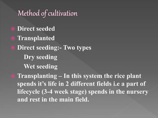  Direct seeded
 Transplanted
 Direct seeding:- Two types
Dry seeding
Wet seeding
 Transplanting – In this system the rice plant
spends it’s life in 2 different fields i.e a part of
lifecycle (3-4 week stage) spends in the nursery
and rest in the main field.
 