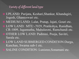  UPLAND: Parijata, Keshari,Shankar, Khandagiri,
Jogesh, Ghanteswari etc.
 MEDIUM LAND: Lalat, Pratap, Jajati, Gouri etc.
 LOW LAND: MTU -7029, Pratikshya, Ranidhan,
CR-1009, Jagannatha, Mahalaxmi, Ramchandi etc.
 OTHER LOW LAND: Padmini, Pooja, Savitri,
Sarala etc.
 LOW LAND SUBMERGED CONDITION:Durga,
Kanchan, Swarna sub-1 etc.
 SALINE CONDITION: Lunisree,Sonamani etc.
 