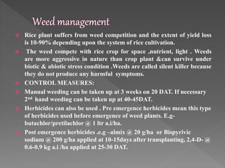  Rice plant suffers from weed competition and the extent of yield loss
is 10-90% depending upon the system of rice cultivation.
 The weed compete with rice crop for space ,nutrient, light . Weeds
are more aggressive in nature than crop plant &can survive under
biotic & abiotic stress condition .Weeds are called silent killer because
they do not produce any harmful symptoms.
 CONTROL MEASURES:
 Manual weeding can be taken up at 3 weeks on 20 DAT. If necessary
2nd hand weeding can be taken up at 40-45DAT.
 Herbicides can also be used . Pre emergence herbicides mean this type
of herbicides used before emergence of weed plants. E.g-
butachlor/pretilachlor @ 1 ltr a.i/ha.
 Post emergence herbicides .e.g –almix @ 20 g/ha or Bispyrivic
sodium @ 200 g/ha applied at 10-15days after transplanting, 2,4-D- @
0.6-0.9 kg a.i /ha applied at 25-30 DAT.
 