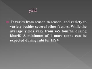  It varies from season to season, and variety to
variety besides several other factors. While the
average yields vary from 4-5 tons/ha during
kharif. A minimum of 1 more tonne can be
expected during rabi for HYV
 