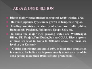  Rice is mainly concentrated on tropical &sub-tropical area.
 However japonica type can be grown in temperate region.
 Leading countries in rice production are India ,china,
Bangladesh, Pakistan, Phillipines, Egypt, USA etc.
 In India the major rice growing states are WestBengal,
Bihar, UP, Panjab.TamilNadu,Odisha,CG,AP. Rice is grown
at mean sea level in Kerla to 2000mtrs above the mean sea
level i.e , in Kashmir.
 Odisha contributes around 8-10% of total rice production
in country. In India rice is grown nearly about an area of 44
Mha getting more than 100mt of total production.
 
