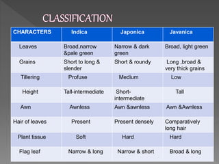 CHARACTERS Indica Japonica Javanica
Leaves Broad,narrow
&pale green
Narrow & dark
green
Broad, light green
Grains Short to long &
slender
Short & roundy Long ,broad &
very thick grains
Tillering Profuse Medium Low
Height Tall-intermediate Short-
intermediate
Tall
Awn Awnless Awn &awnless Awn &Awnless
Hair of leaves Present Present densely Comparatively
long hair
Plant tissue Soft Hard Hard
Flag leaf Narrow & long Narrow & short Broad & long
 