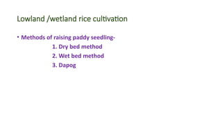 Comprehensive Guide to Paddy (Rice) Cultivation and Management | PPTX
