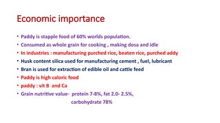 Comprehensive Guide to Paddy (Rice) Cultivation and Management | PPTX