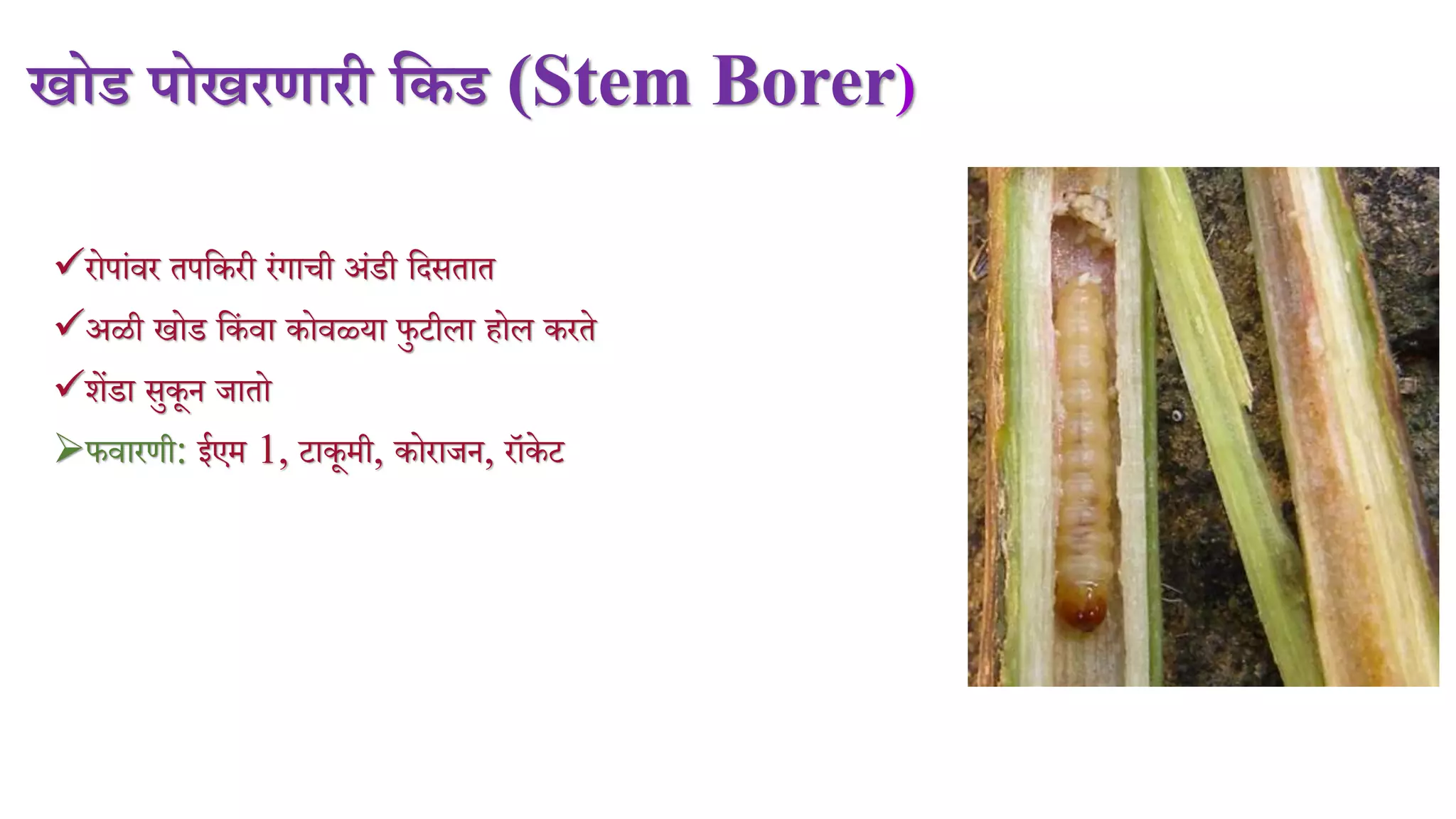 खोड पोखरिारी णकड (Stem Borer)
रोपांर्र तपमकरी रंगािी अंडी मदसतात
अळी खोड मकं र्ा कोर्ळ्या फुटीला होल करते
शेंडा सुकून जातो
फर्ारणी: ईएि 1, टाकूिी, कोराजन, रॉके ट
 