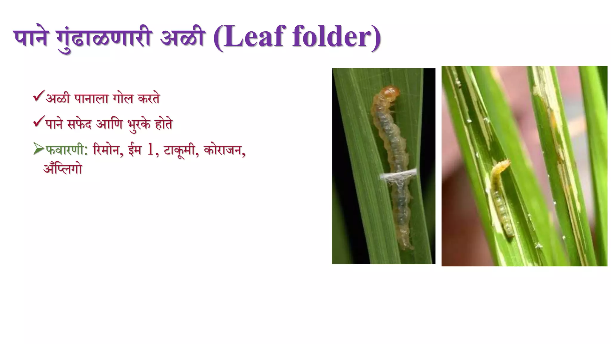 पाने गुंढाळिारी अळी (Leaf folder)
अळी पानाला गोल करते
पाने सफेद आमण भुरके होते
फर्ारणी: ररिोन, ईि 1, टाकूिी, कोराजन,
अँमललगो
 