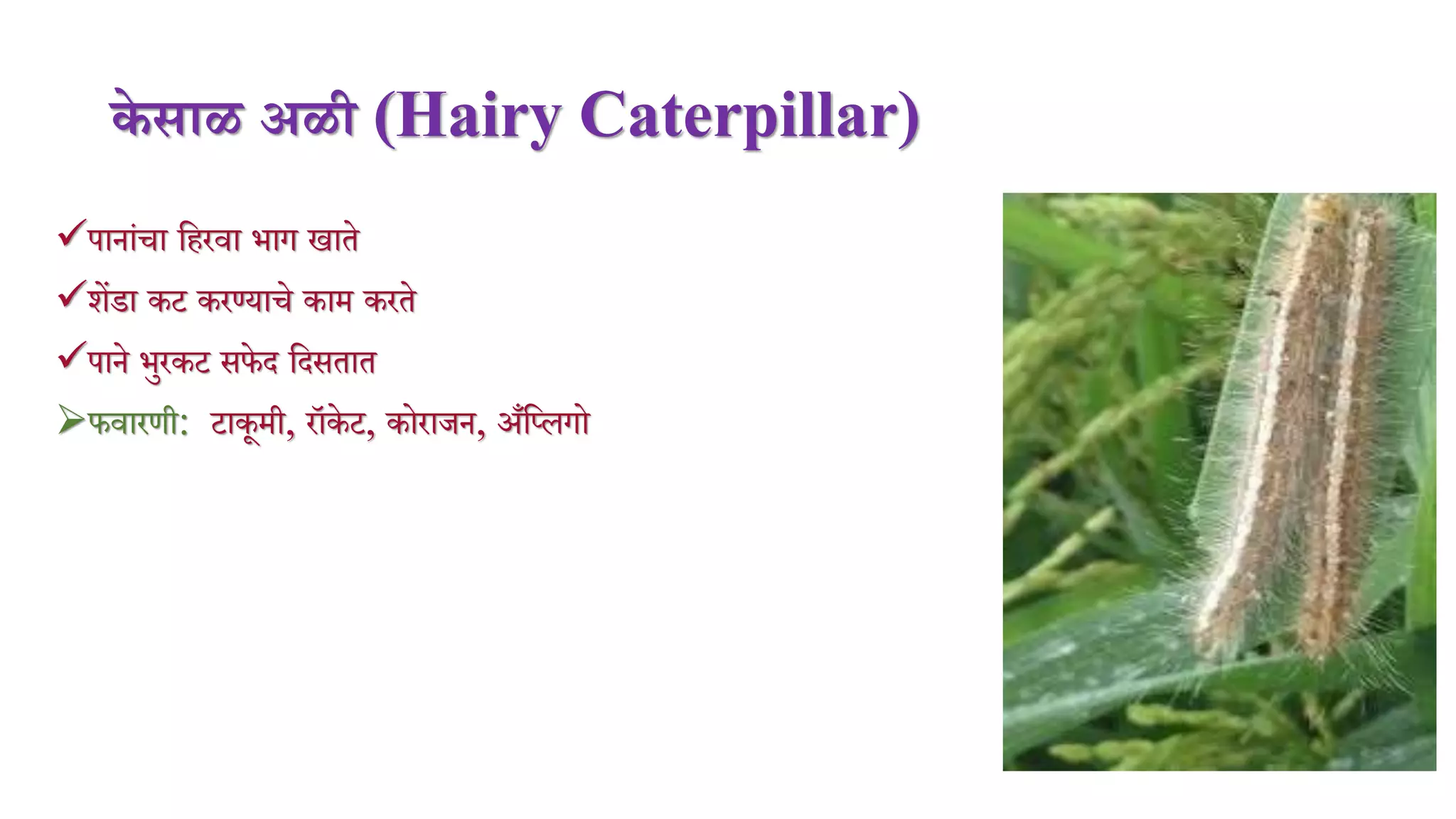 के साळ अळी (Hairy Caterpillar)
पानांिा महरर्ा भाग खाते
शेंडा कट करण्यािे काि करते
पाने भुरकट सफेद मदसतात
फर्ारणी: टाकूिी, रॉके ट, कोराजन, अँमललगो
 