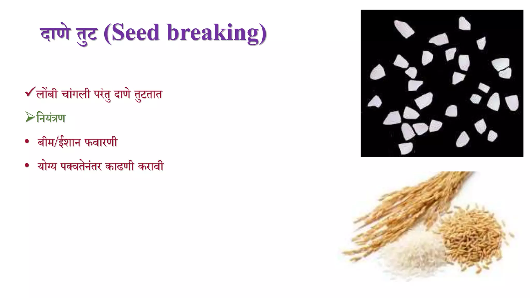 दािे तुि (Seed breaking)
लोंबी िांगली परंतु दाणे तुटतात
मनयंत्रण
• बीि/ईशान फर्ारणी
• योग्य पक्र्तेनंतर काढणी करार्ी
 