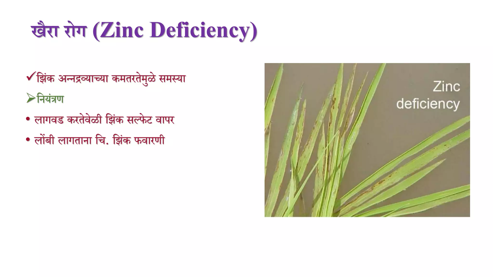 खैरा रोग (Zinc Deficiency)
म ंक अन्नद्रव्याच्या कितरतेिुळे सिस्या
मनयंत्रण
• लागर्ड करतेर्ेळी म ंक सल्फेट र्ापर
• लोंबी लागताना मि. म ंक फर्ारणी
 