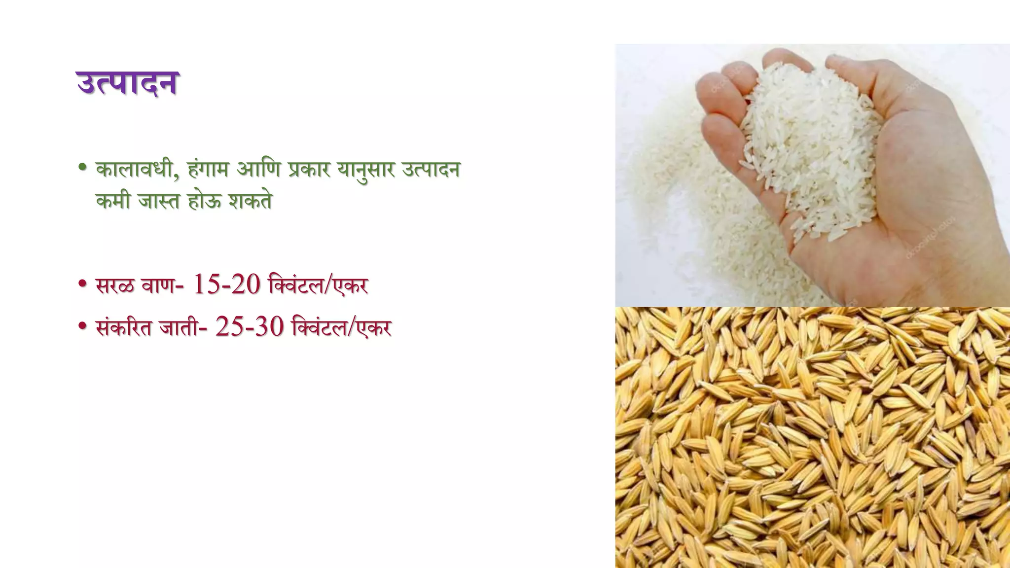उत्पादन
• कालार्िी, हंगाि आमण प्रकार यानुसार उत्पादन
किी जास्त होऊ शकते
• सरळ र्ाण- 15-20 मक्र्ंटल/एकर
• संकररत जाती- 25-30 मक्र्ंटल/एकर
 