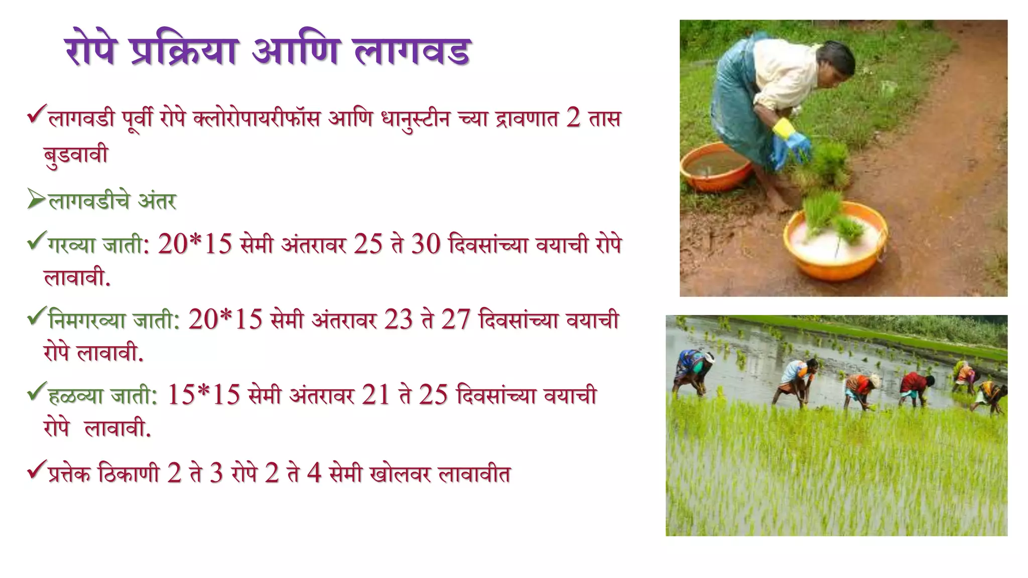 रोपे प्रणिया आणि लागवड
लागर्डी पूर्ी रोपे क्लोरोपायरीफॉस आमण िानुस्टीन च्या द्रार्णात 2 तास
बुडर्ार्ी
लागर्डीिे अंतर
गरव्या जाती: 20*15 सेिी अंतरार्र 25 ते 30 मदर्सांच्या र्यािी रोपे
लार्ार्ी.
मनिगरव्या जाती: 20*15 सेिी अंतरार्र 23 ते 27 मदर्सांच्या र्यािी
रोपे लार्ार्ी.
हळव्या जाती: 15*15 सेिी अंतरार्र 21 ते 25 मदर्सांच्या र्यािी
रोपे लार्ार्ी.
प्रत्तेक मठकाणी 2 ते 3 रोपे 2 ते 4 सेिी खोलर्र लार्ार्ीत
 