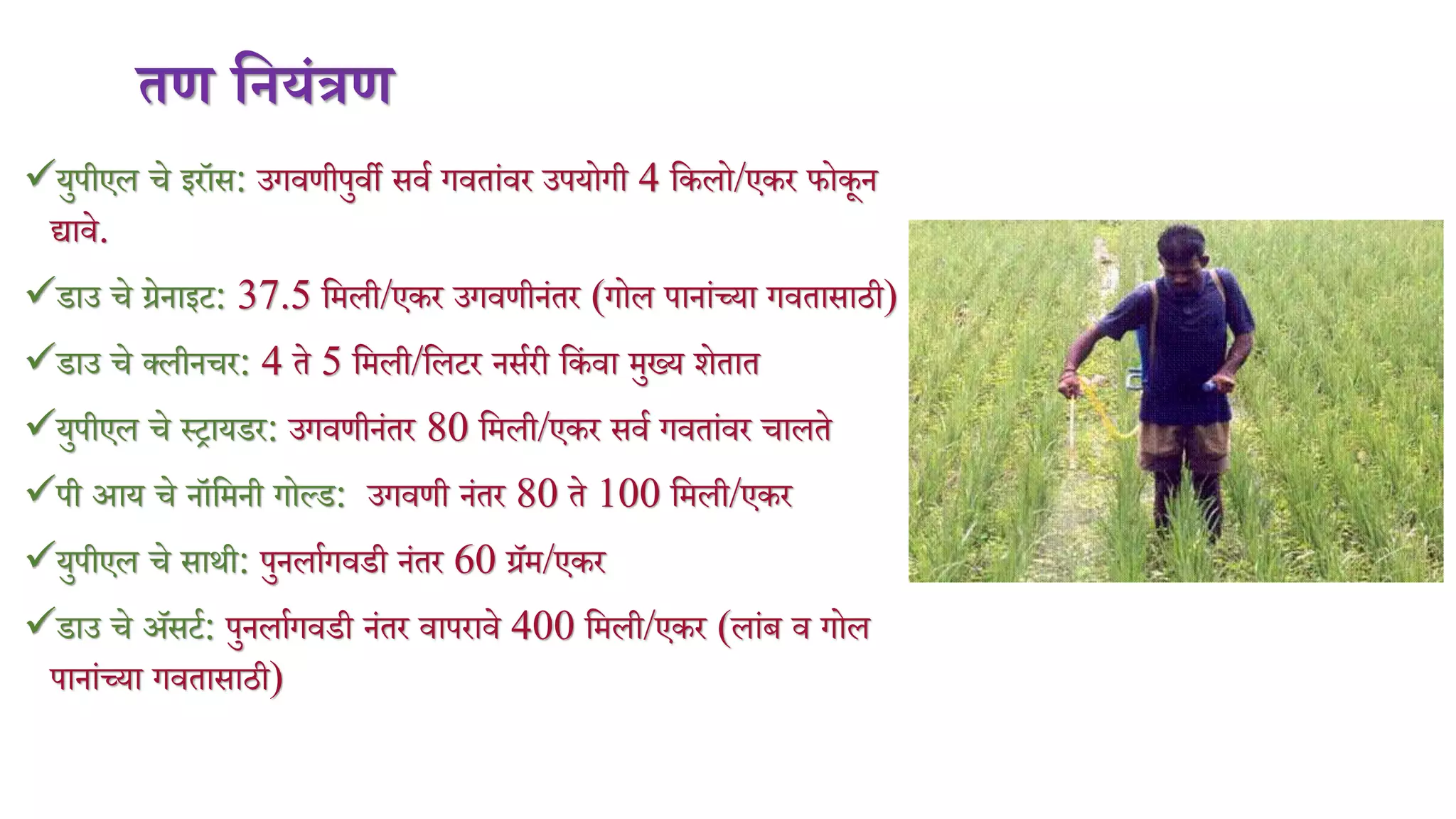 ति णनयंत्रि
युपीएल िे इरॉस: उगर्णीपुर्ी सर्व गर्तांर्र उपयोगी 4 मकलो/एकर फोकून
द्यार्े.
डाउ िे ग्रेनाइट: 37.5 मिली/एकर उगर्णीनंतर (गोल पानांच्या गर्तासाठी)
डाउ िे क्लीनिर: 4 ते 5 मिली/मलटर नसवरी मकं र्ा िुख्य शेतात
युपीएल िे स्रायडर: उगर्णीनंतर 80 मिली/एकर सर्व गर्तांर्र िालते
पी आय िे नॉमिनी गोल्ड: उगर्णी नंतर 80 ते 100 मिली/एकर
युपीएल िे साथी: पुनलावगर्डी नंतर 60 ग्रॅि/एकर
डाउ िे अॅसटव: पुनलावगर्डी नंतर र्ापरार्े 400 मिली/एकर (लांब र् गोल
पानांच्या गर्तासाठी)
 