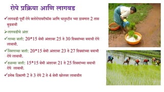 Paddy Cultivation 2020 Pdf