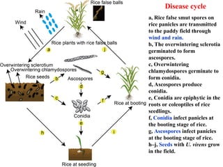 Shock Paddy Roots Paddy Diseases in plant pathology .ppt