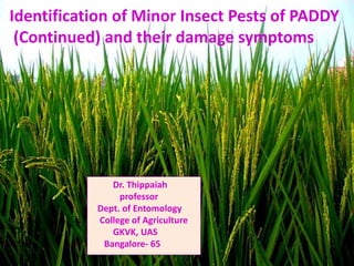 Identification of Minor Insect Pests of PADDY
(Continued) and their damage symptoms
Dr. Thippaiah
professor
Dept. of Entomology
College of Agriculture
GKVK, UAS
Bangalore- 65
 