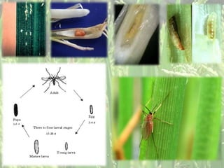 Small Paddy Insect Paddy pests | PPTX