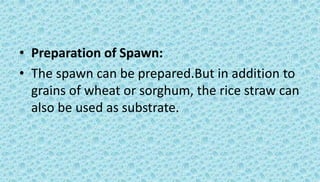 • Preparation of Spawn:
• The spawn can be prepared.But in addition to
grains of wheat or sorghum, the rice straw can
also be used as substrate.
 