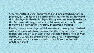 • Second and third layers are arranged and inoculated in a similar
process, but 2nd layer is placed at right angle to the 1st layer and
the third layer is like the 1st layer. The spawn and seed powder on
the 2nd layer will be given like the 1st layer, but on the 3rd layer
those will be distributed uniformly throughout the bed.
• Finally, cover the top layer with loose straw. Loosely bind the bed
with rope made of wheat straw at the three regions, one in the
middle and one on each side. Press the bed with the help of woo-
den board to release the internal air and thus the spawn get
compressed with the wet straw bundles. Cover the bed with
polythene sheet.
 