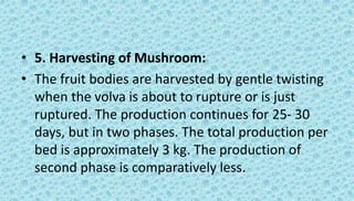 • 5. Harvesting of Mushroom:
• The fruit bodies are harvested by gentle twisting
when the volva is about to rupture or is just
ruptured. The production continues for 25- 30
days, but in two phases. The total production per
bed is approximately 3 kg. The production of
second phase is comparatively less.
 