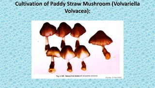 Cultivation of Paddy Straw Mushroom (Volvariella
Volvacea):
 