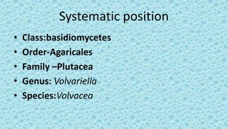 Systematic position
• Class:basidiomycetes
• Order-Agaricales
• Family –Plutacea
• Genus: Volvariella
• Species:Volvacea
 