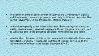 • The common edible species under this genus are V. volvacea, V. diplasia
and K esculenta; those are grown commercially in different countries like
Burma (Myanmar), China, Philippines, Malaya, India etc.
• In addition to paddy straw, other substrates like water hyacinth, cotton
waste, banana leaves, sawdust, sugarcane thrash (bagasse) etc., are used
as substrate due to the presence cellulose, hemicellulose and lignin.
• In India, the cultivation of this mushroom was first initiated in Coimbatore,
Tamil Nadu, and now it is popular in different tropical parts due to the
requirement of temperature ranges between 30-45°C
 