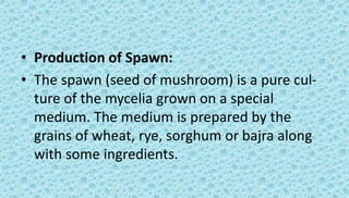 • Production of Spawn:
• The spawn (seed of mushroom) is a pure cul-
ture of the mycelia grown on a special
medium. The medium is prepared by the
grains of wheat, rye, sorghum or bajra along
with some ingredients.
 