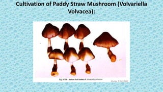 Paddy Straw (Volvariella volvacea)