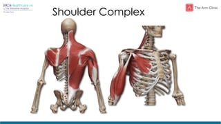 Shoulder Commplex Padel Shoulder Injuries Lennard Funk for The Wilmslow Hospital HCA ...