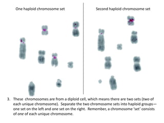One haploid chromosome set                     Second haploid chromosome set




3. These chromosomes are from a diploid c...