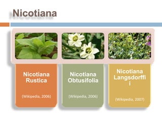 Nicotiana




                                          Nicotiana
  Nicotiana          Nicotiana
                                         Langsdorffi
   Rustica           Obtusifolia
                                              i

 (Wikipedia, 2006)   (Wikipedia, 2006)
                                         (Wikipedia, 2007)
 