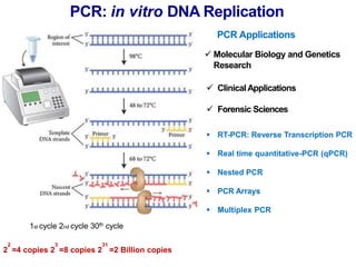 PCR: in vitro DNA Replication
PCR Applications
 Molecular Biology and Genetics
Research
 ClinicalApplications
 Forensic...