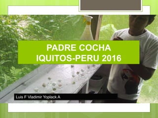 PADRE COCHA
IQUITOS-PERU 2016
Luis F Vladimir Yoplack A
 