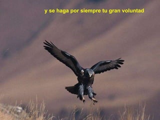 y se haga por siempre tu gran voluntad 