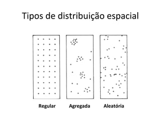Tipos de distribuição espacial
Regular Agregada Aleatória
 