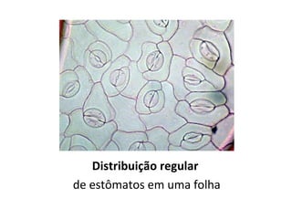 Distribuição regular
de estômatos em uma folha
 