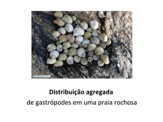 Distribuição agregada
de gastrópodes em uma praia rochosa
 