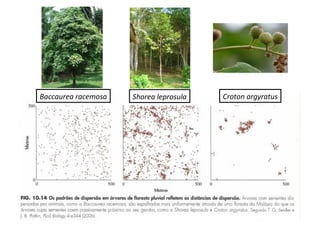Baccaurea racemosa Shorea leprosula Croton argyratus
 