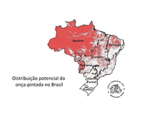 Distribuição potencial da
onça-pintada no Brasil
 