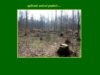 aplicate unicei paduri… 