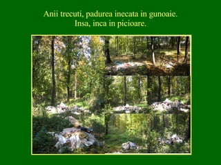 Anii trecuti, padurea inecata in gunoaie. Insa, inca in picioare. 