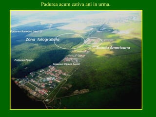 Padurea acum cativa ani in urma. 