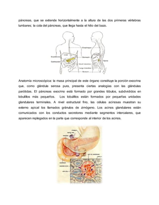 páncreas, que se extiende horizontalmente a la altura de las dos primeras vértebras
lumbares; la cola del páncreas, que llega hasta el hilio del bazo.
Anatomía microscópica: la masa principal de este órgano constituye la porción exocrina
que, como glándula serosa pura, presenta ciertas analogías con las glándulas
parótidas. El páncreas exocrino está formado por grandes lóbulos, subdivididos en
lobulillos más pequeños. Los lobulillos están formados por pequeñas unidades
glandulares terminales. A nivel estructural fino, las células acinosas muestran su
externo apical los llamados gránulos de zimógeno. Los acinos glandulares están
comunicados con los conductos secretores mediante segmentos intercalares, que
aparecen replegados en la parte que corresponde al interior de los acinos.
 