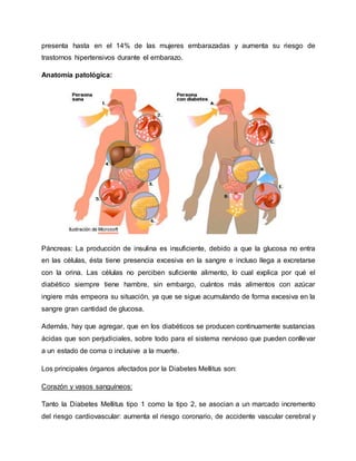 presenta hasta en el 14% de las mujeres embarazadas y aumenta su riesgo de
trastornos hipertensivos durante el embarazo.
Anatomía patológica:
Páncreas: La producción de insulina es insuficiente, debido a que la glucosa no entra
en las células, ésta tiene presencia excesiva en la sangre e incluso llega a excretarse
con la orina. Las células no perciben suficiente alimento, lo cual explica por qué el
diabético siempre tiene hambre, sin embargo, cuántos más alimentos con azúcar
ingiere más empeora su situación, ya que se sigue acumulando de forma excesiva en la
sangre gran cantidad de glucosa.
Además, hay que agregar, que en los diabéticos se producen continuamente sustancias
ácidas que son perjudiciales, sobre todo para el sistema nervioso que pueden conllevar
a un estado de coma o inclusive a la muerte.
Los principales órganos afectados por la Diabetes Mellitus son:
Corazón y vasos sanguíneos:
Tanto la Diabetes Mellitus tipo 1 como la tipo 2, se asocian a un marcado incremento
del riesgo cardiovascular: aumenta el riesgo coronario, de accidente vascular cerebral y
 