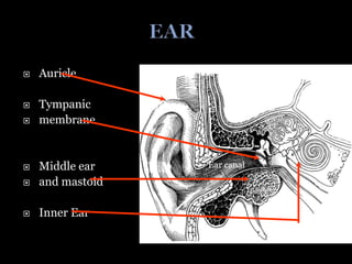 Auricle
 Tympanic
 membrane
 Middle ear
 and mastoid
 Inner Ear
Ear canal
 