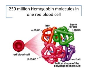 250 million Hemoglobin molecules in
one red blood cell

 
