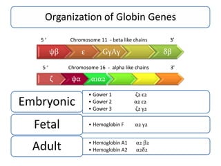 Organization of Globin Genes
5‘

Chromosome 11 - beta like chains

ψβ
5‘

ε

GγAγ

δβ

Chromosome 16 - alpha like chains

ζ

ψα

α1α2
• Gower 1
• Gower 2
• Gower 3

ζ2 ε2
α2 ε2
ζ2 γ2

Fetal

• Hemoglobin F

α2 γ2

Adult

• Hemoglobin A1
• Hemoglobin A2

α2 β2
α2δ2

Embryonic

3’

3’

 